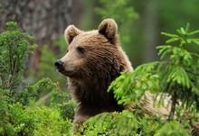 tallinncityride safari ours brun estonie tallinn